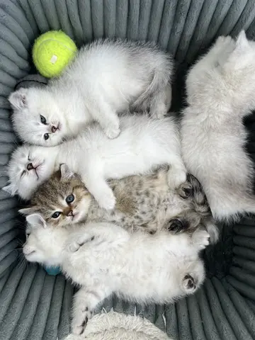 Британские котята