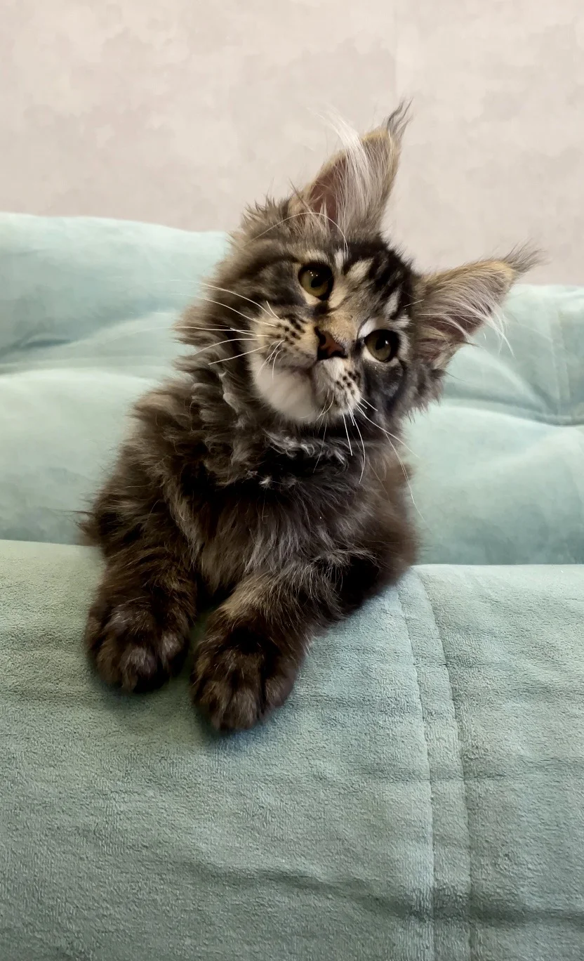 Крупные котята мейн-кун в Иркутске - миниатюра 5