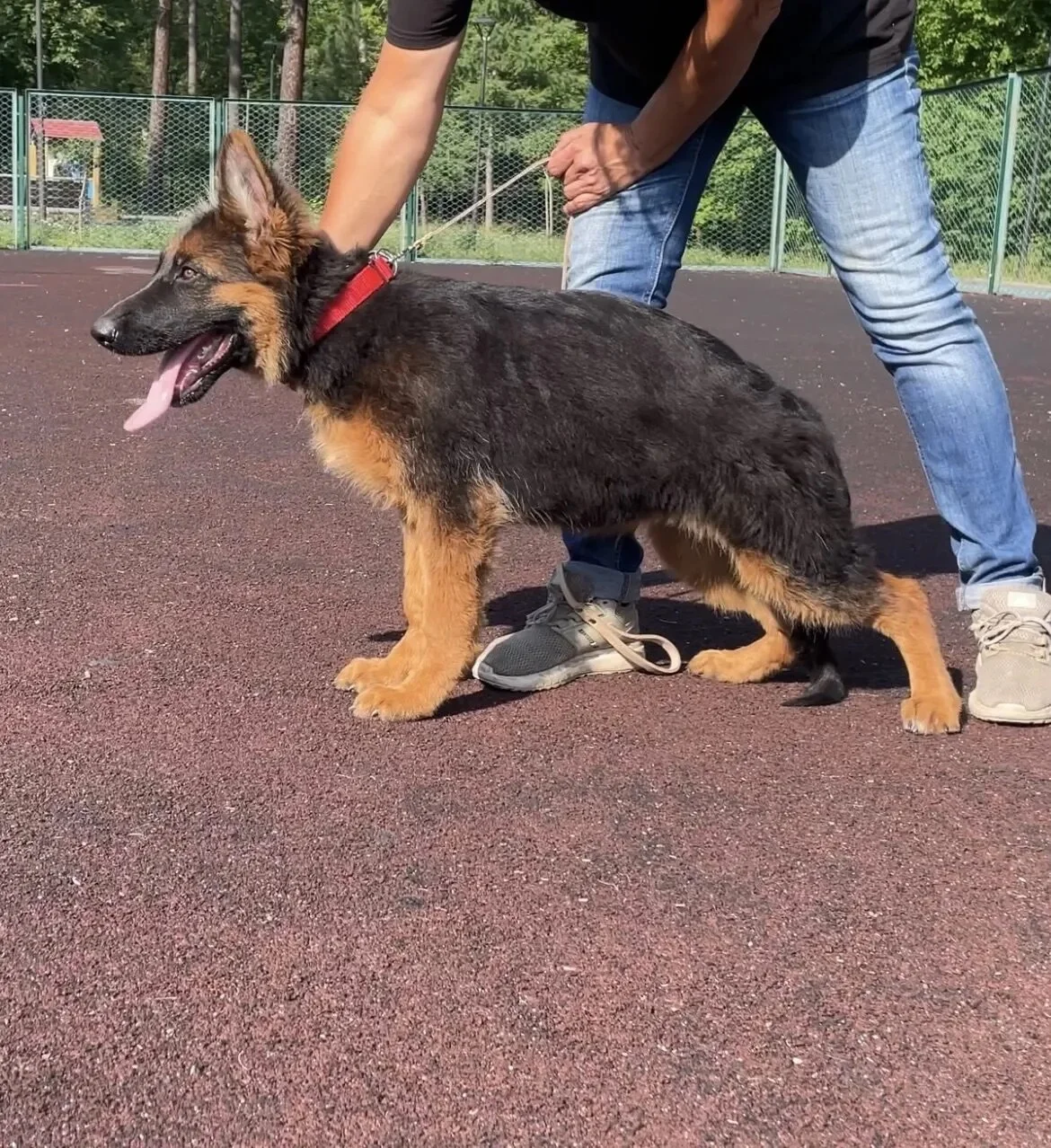 Щенки немецкой овчарки в иркутске - миниатюра 2