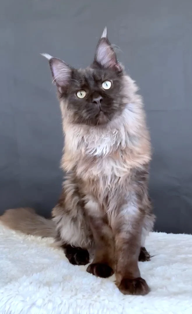 Котёнок мейн-кун - миниатюра 6