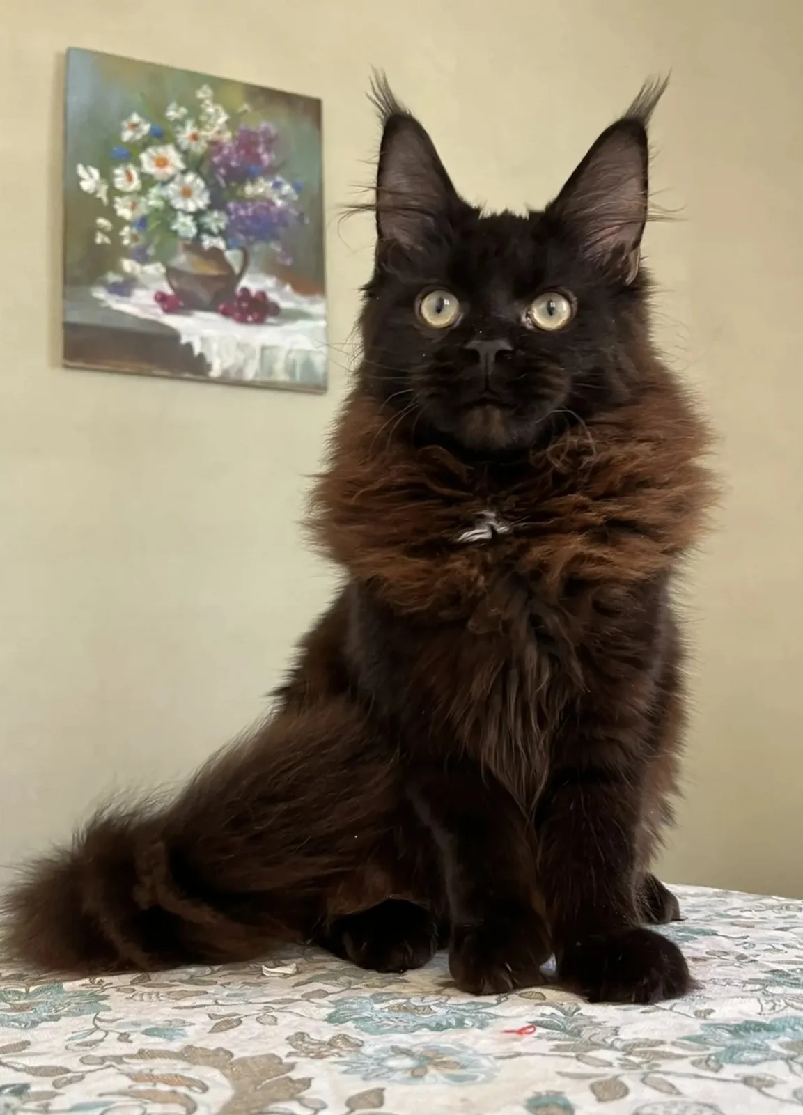 Котёнок мейн-кун - миниатюра 8