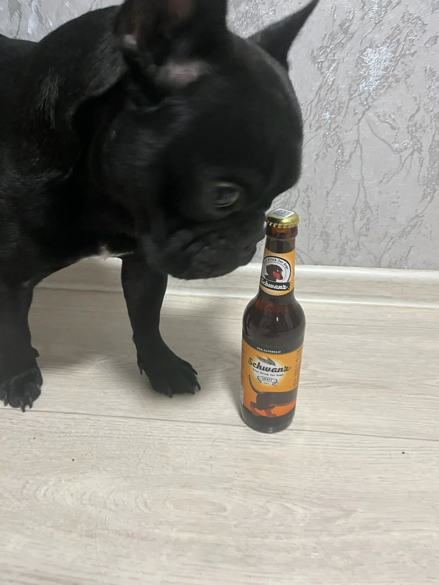 вязка французский бульдог - миниатюра 8