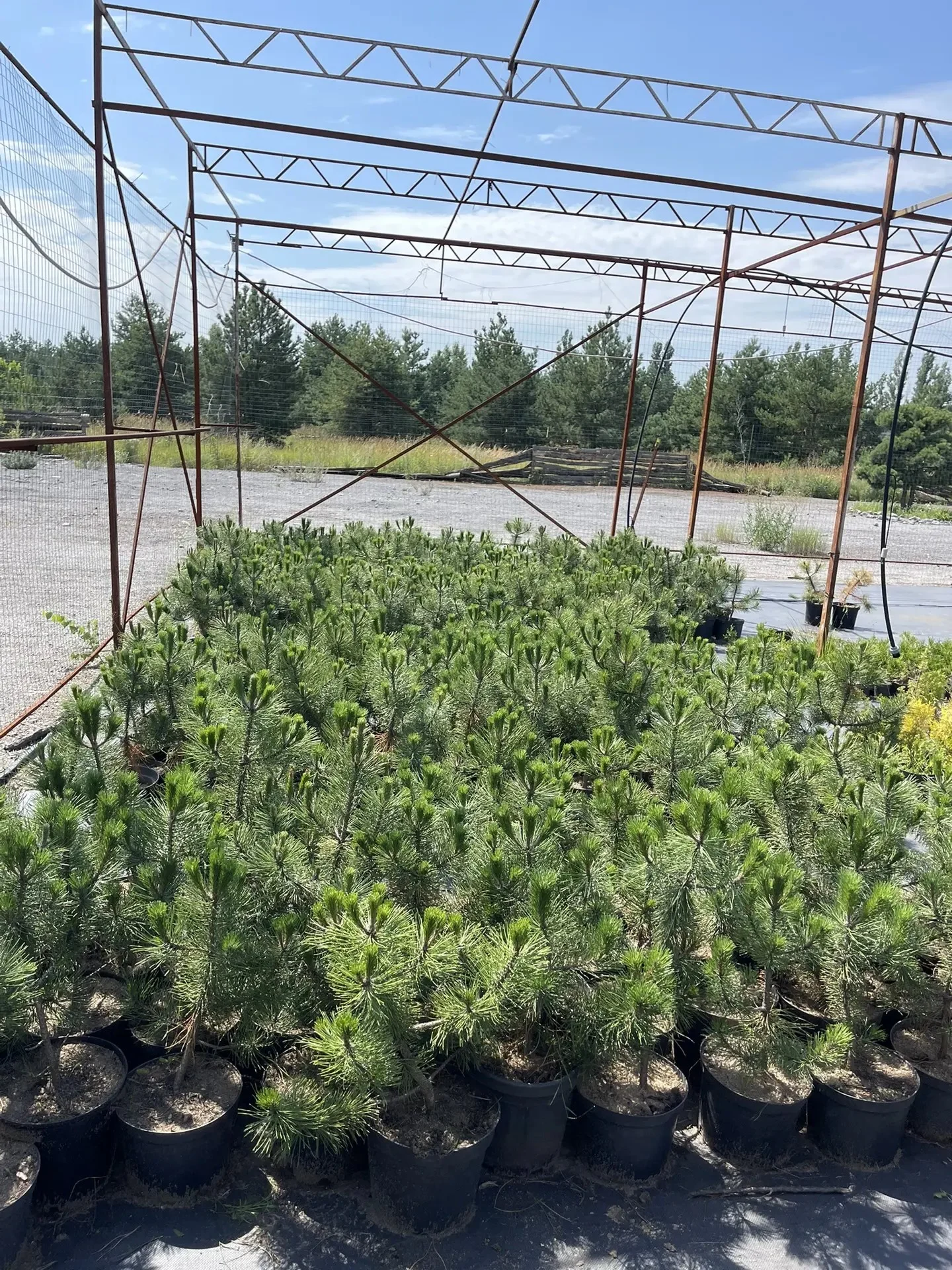 🌿 Саженцы крымской сосны 4–5 лет — готовы к посадке! - миниатюра 2