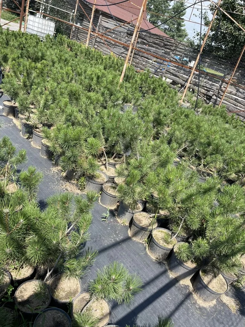 🌿 Саженцы крымской сосны 4–5 лет — готовы к посадке! - миниатюра 3