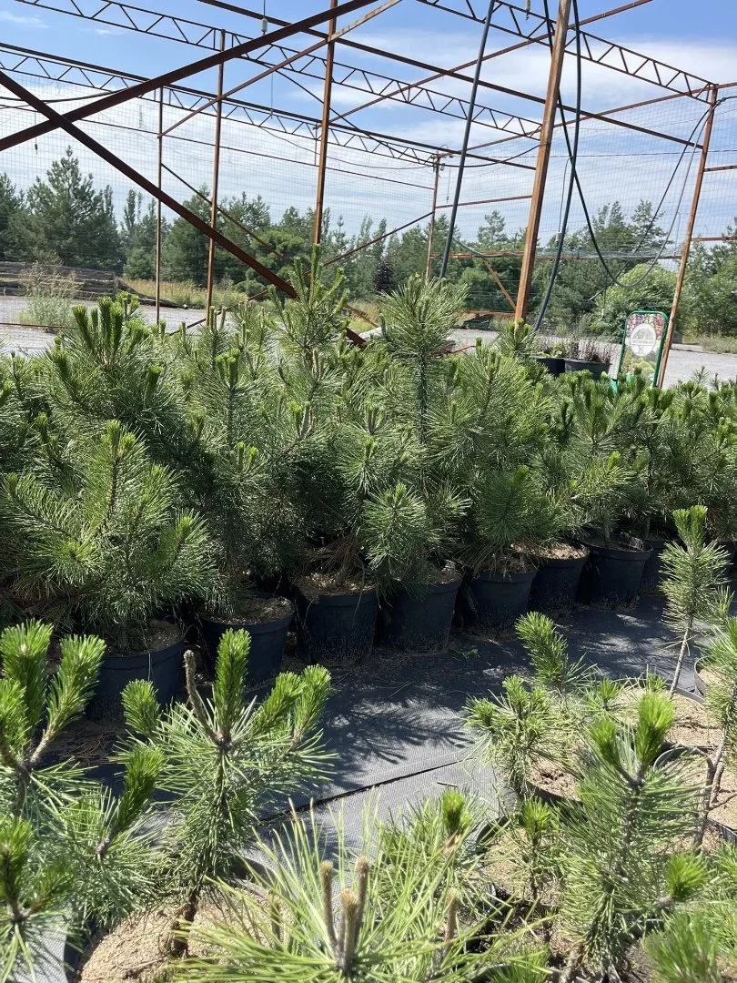 🌿 Саженцы крымской сосны 4–5 лет — готовы к посадке! - миниатюра 4