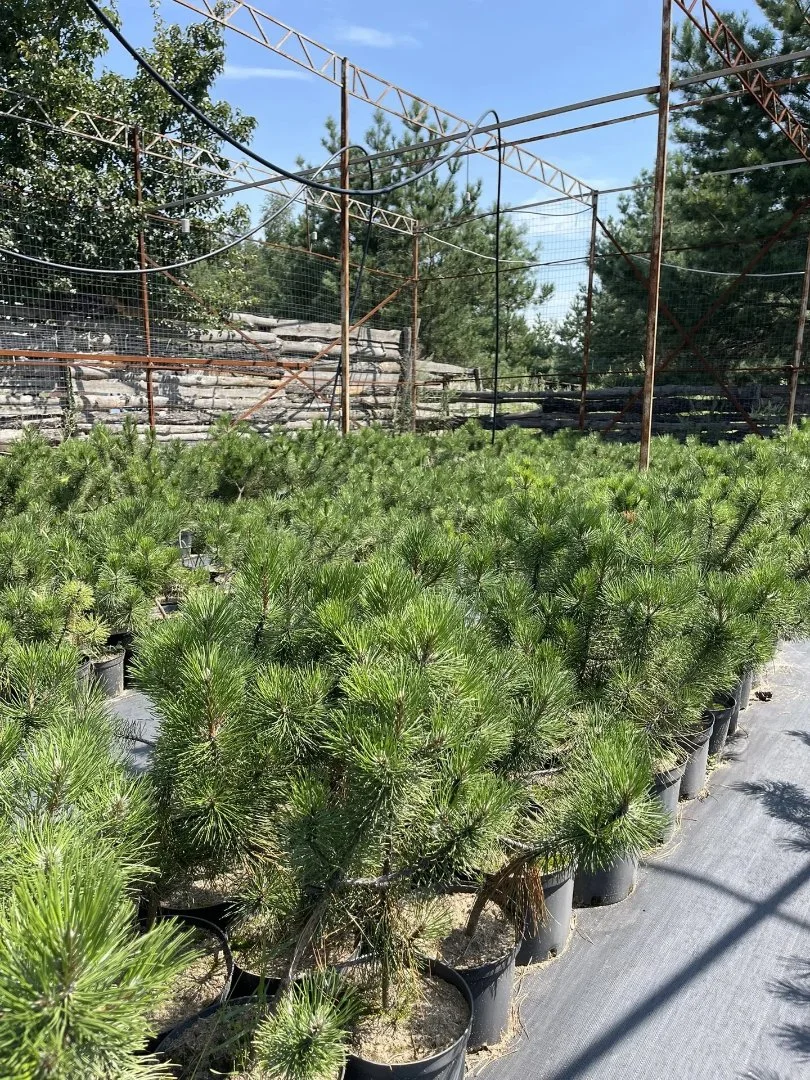 🌿 Саженцы крымской сосны 4–5 лет — готовы к посадке! - миниатюра 5