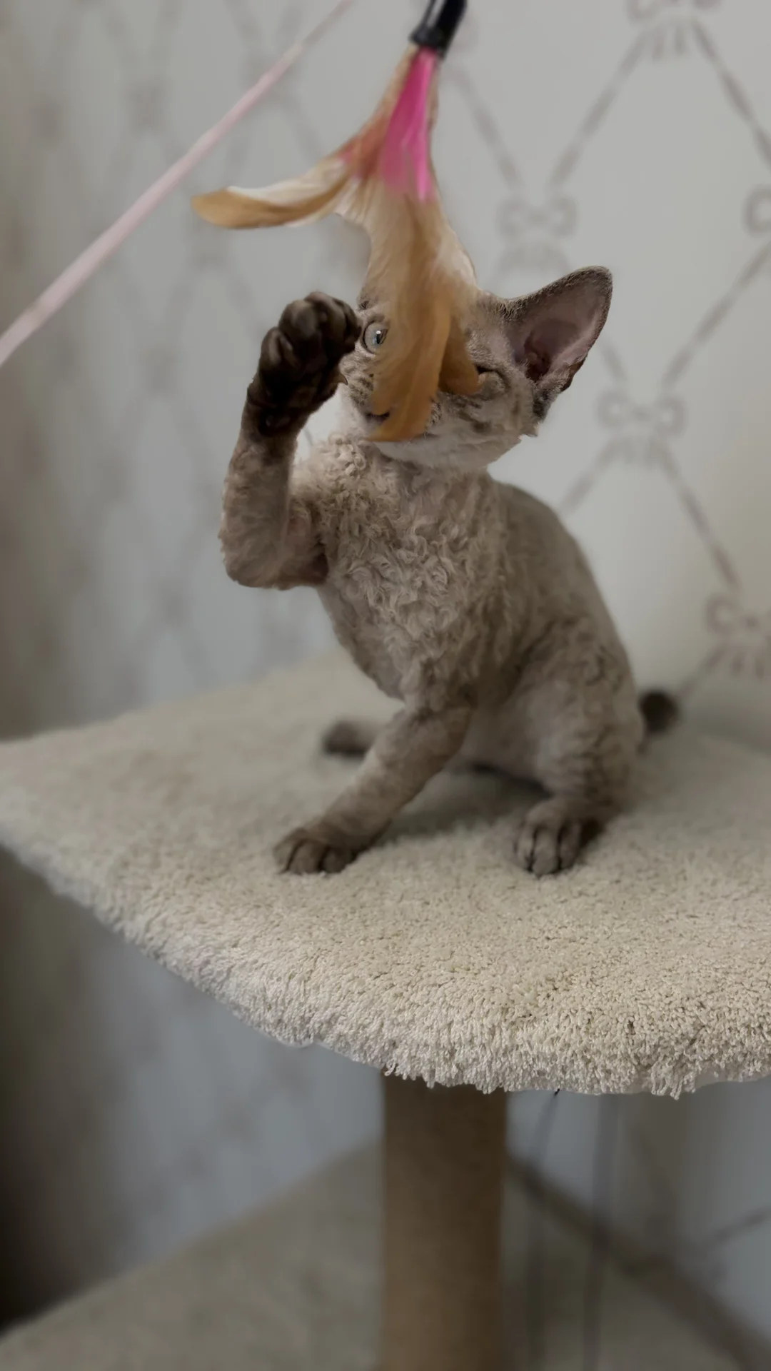 Котенок Девон Рекс - миниатюра 4