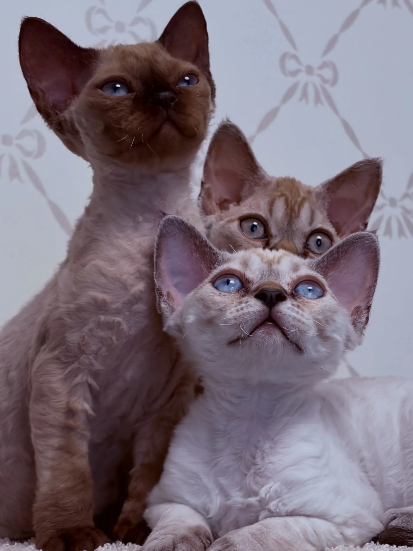 Котенок Девон Рекс - миниатюра 6