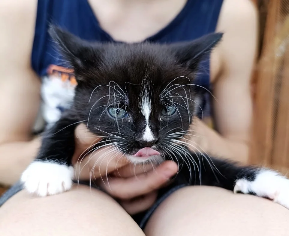 Котята в добрые руки - миниатюра 4