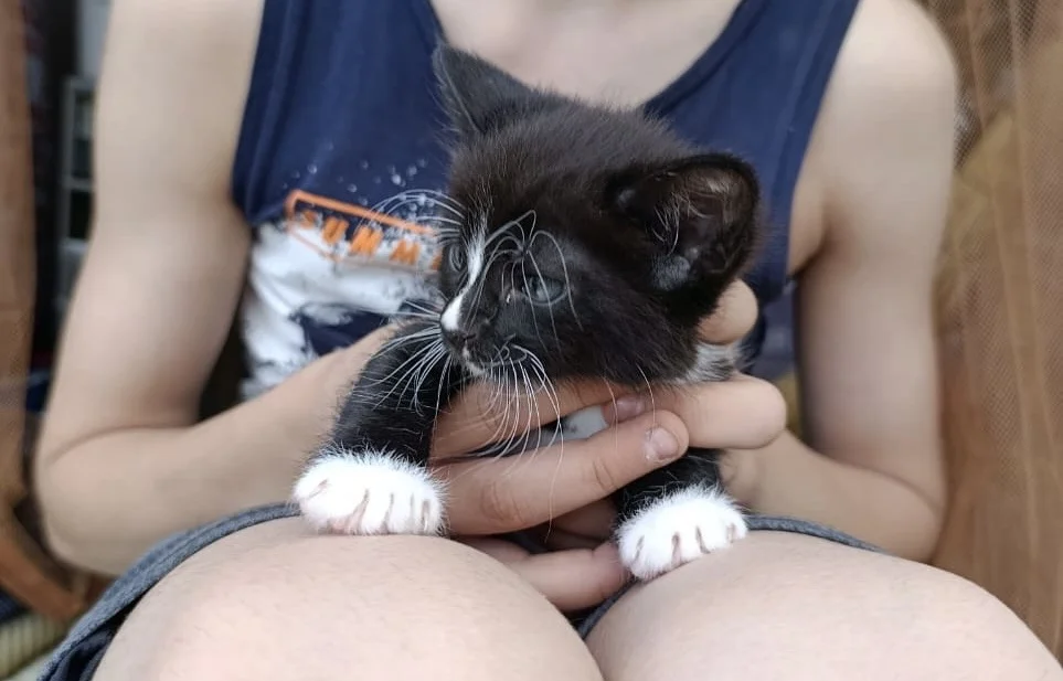 Котята в добрые руки - миниатюра 6