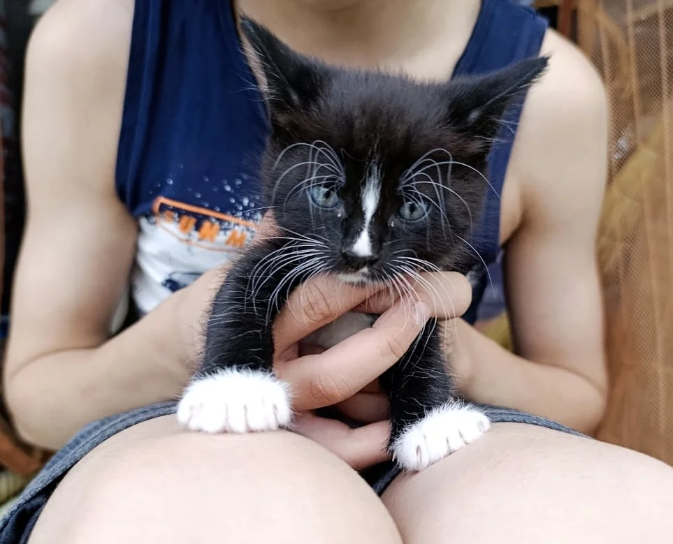 Котята в добрые руки - миниатюра 7