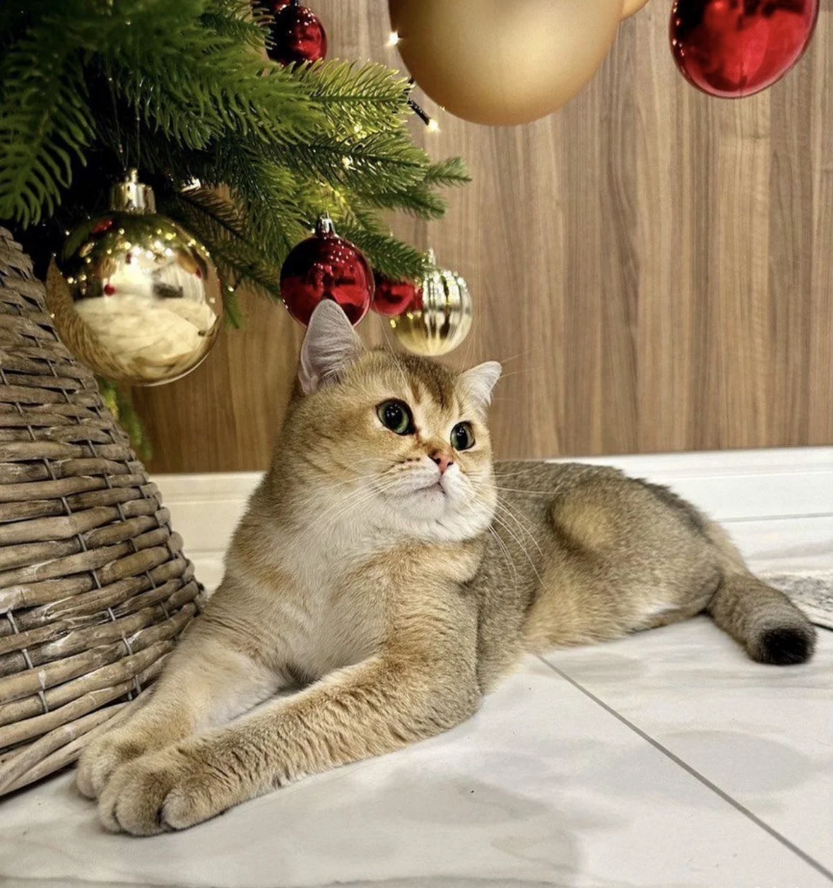 Вязка Кот Британская Золотая шиншилла - миниатюра 2