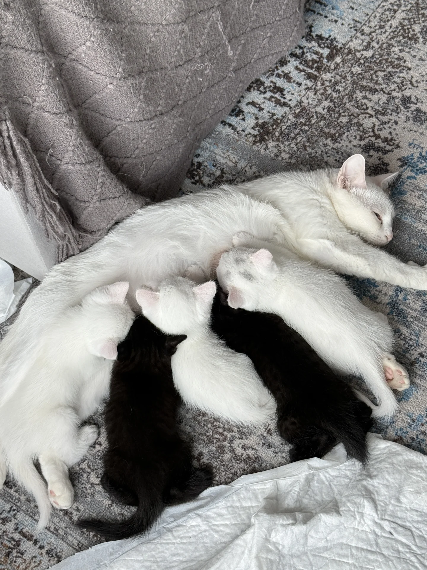 Котята турецкой ангоры - миниатюра 2