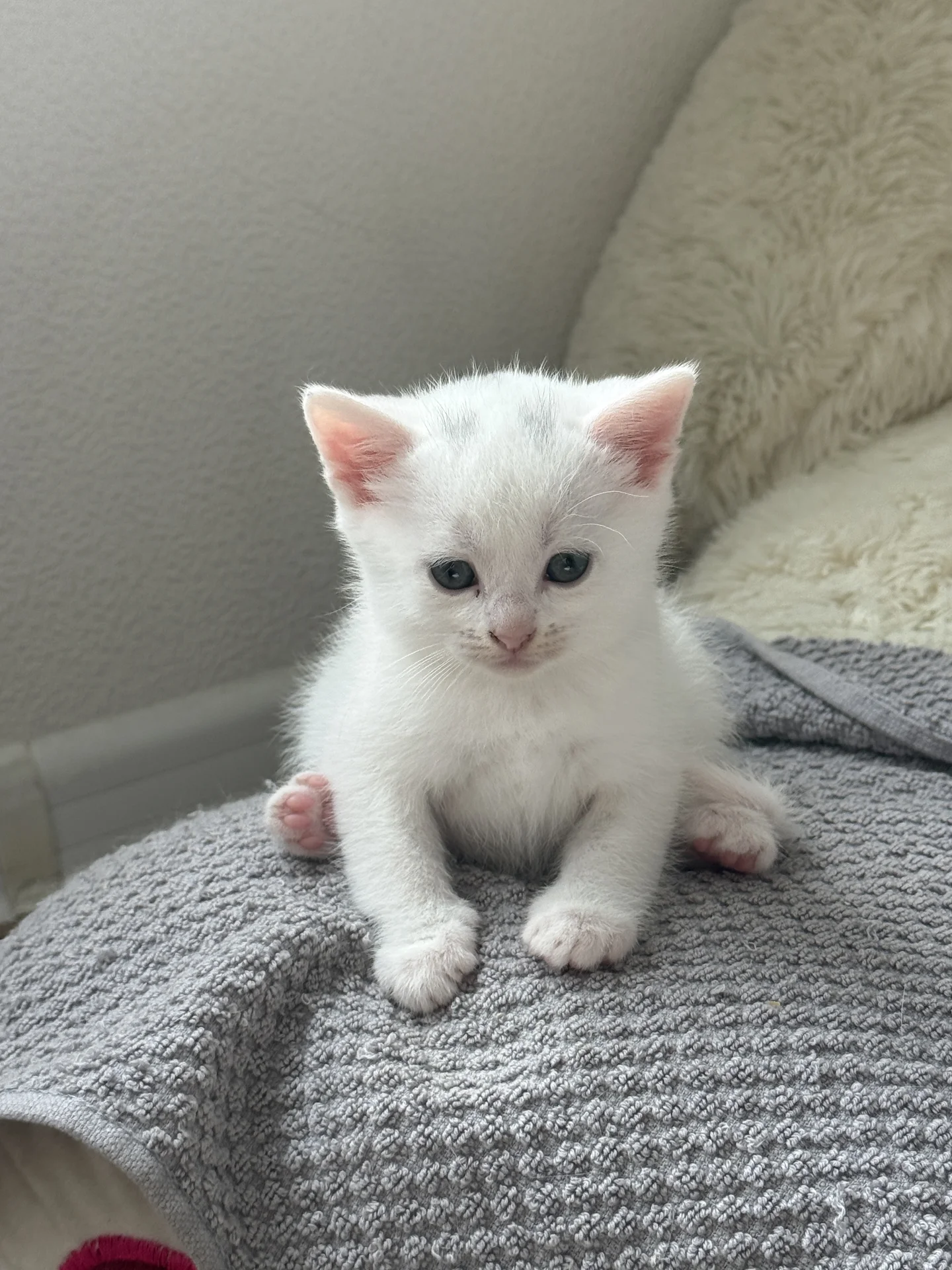 Котята турецкой ангоры - миниатюра 4