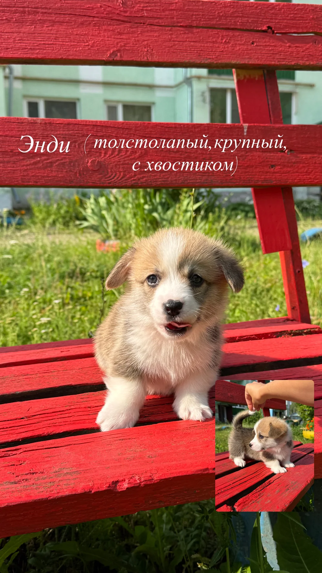 щенки Вельш Корги пемброк - миниатюра 3