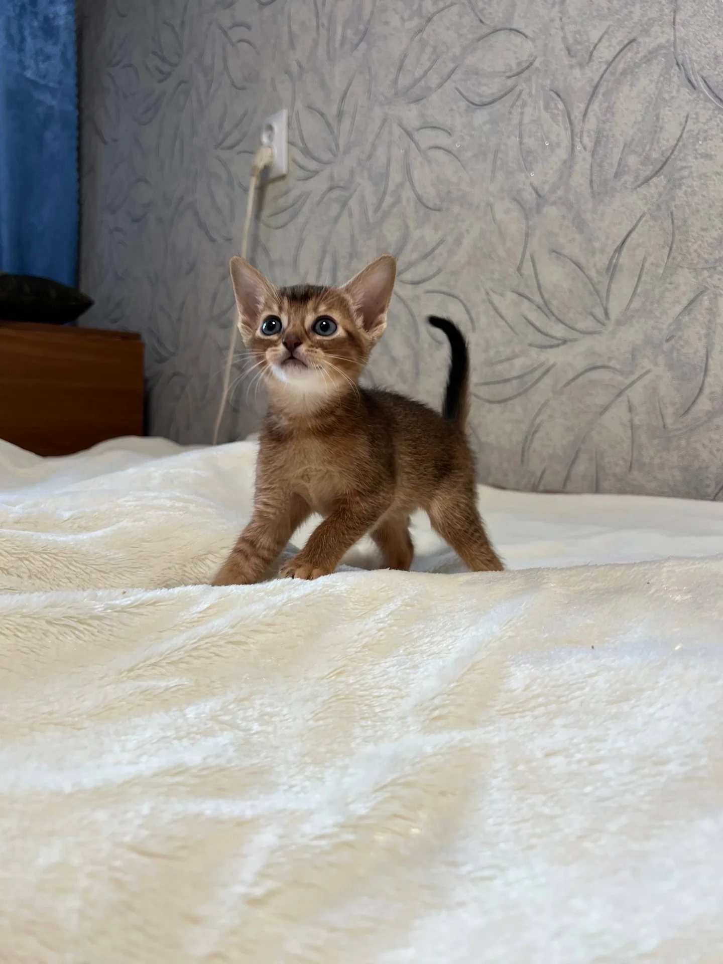 абиссинские котята Тула