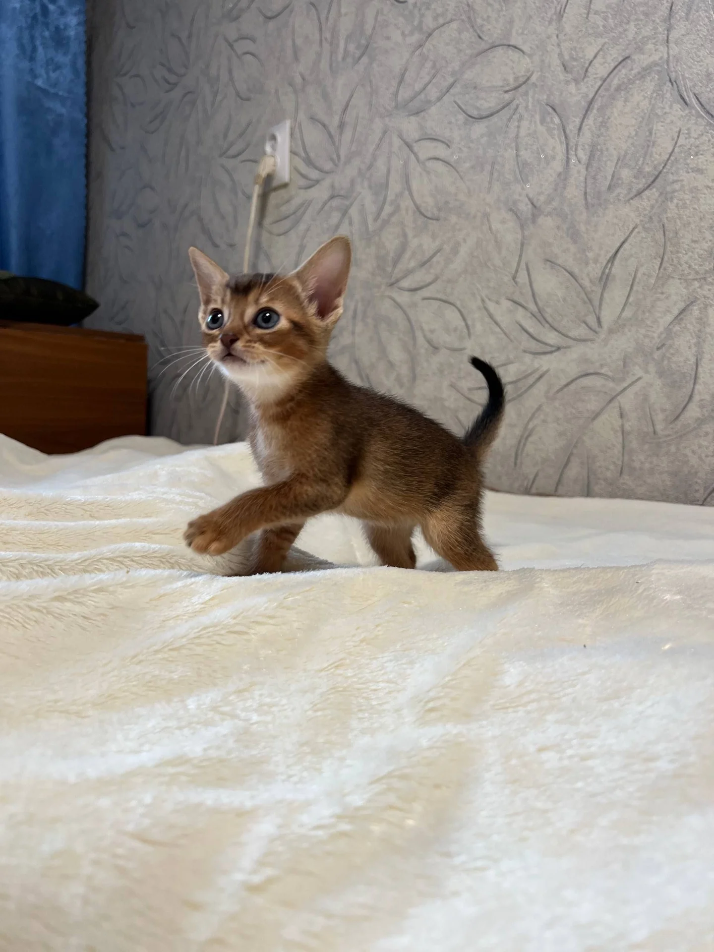 абиссинские котята Тула - миниатюра 2