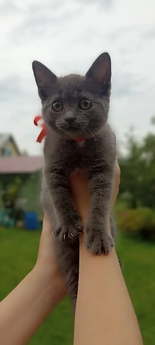 Котенок в добрые руки - миниатюра 3