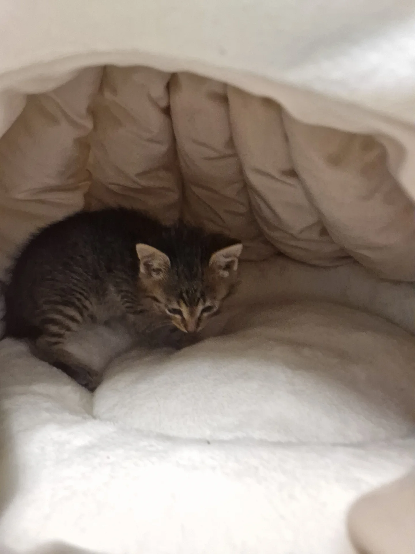 Котёнок в добрые руки - миниатюра 3