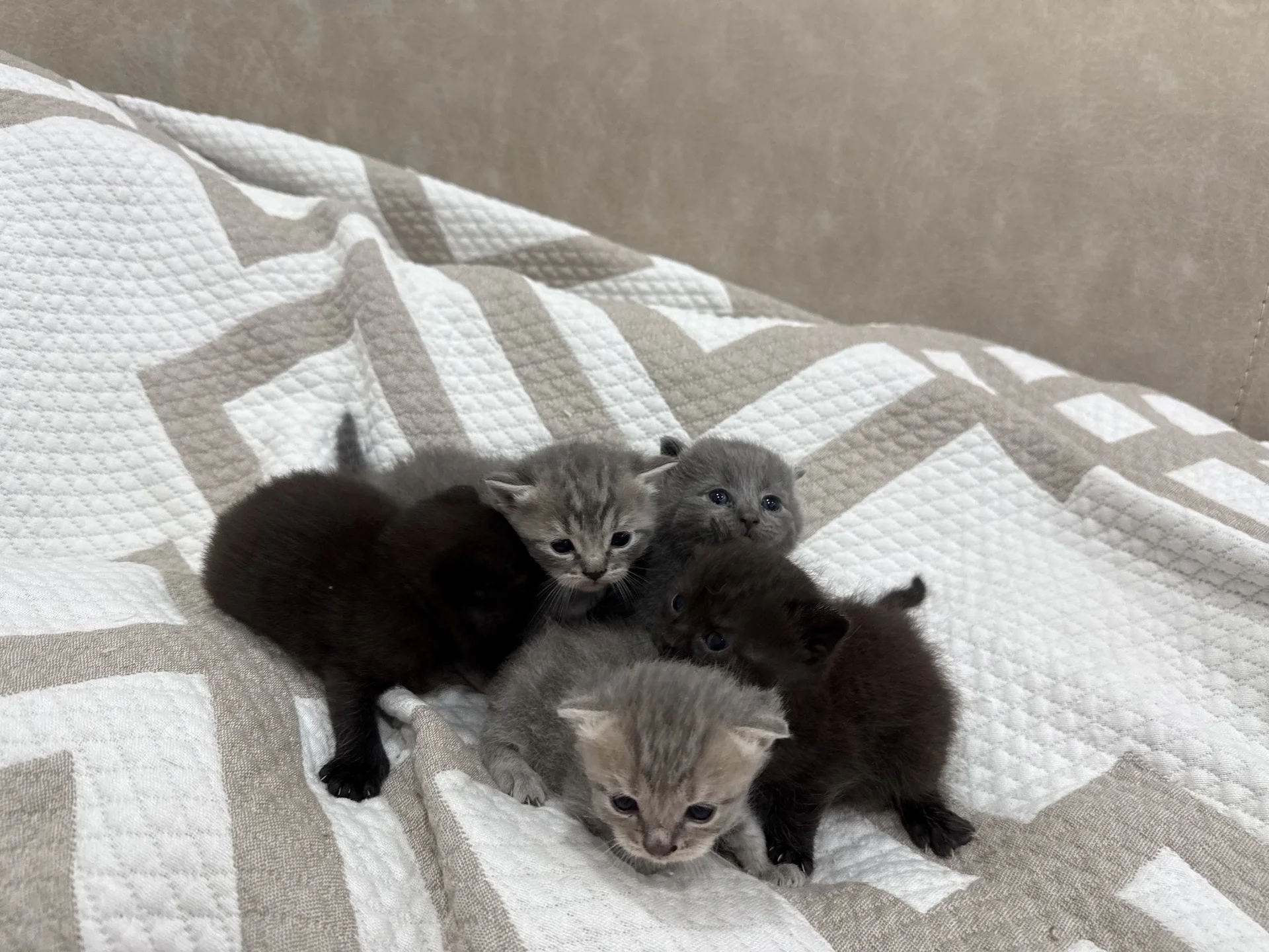 котята британские - миниатюра 3