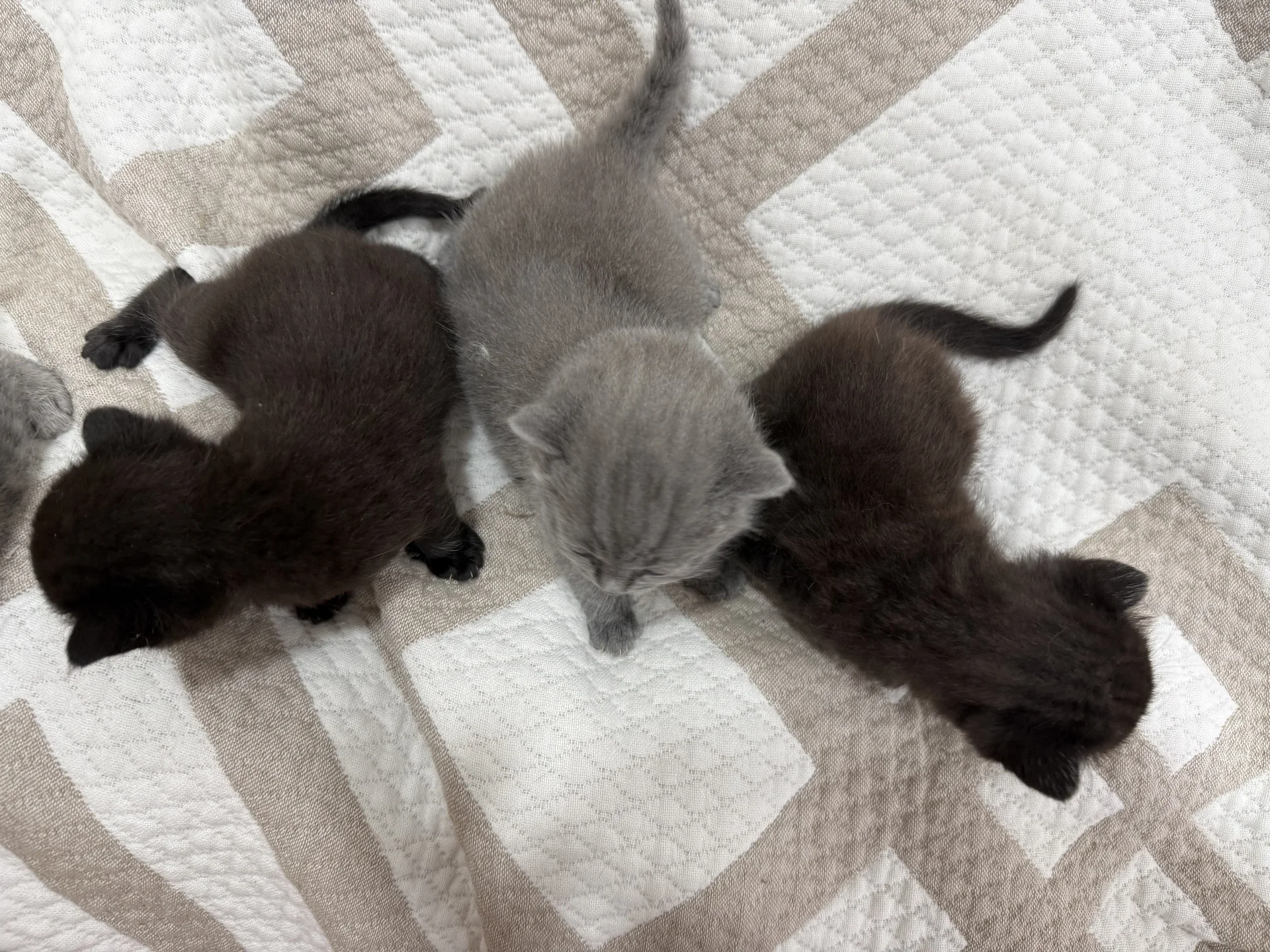 котята британские - миниатюра 5