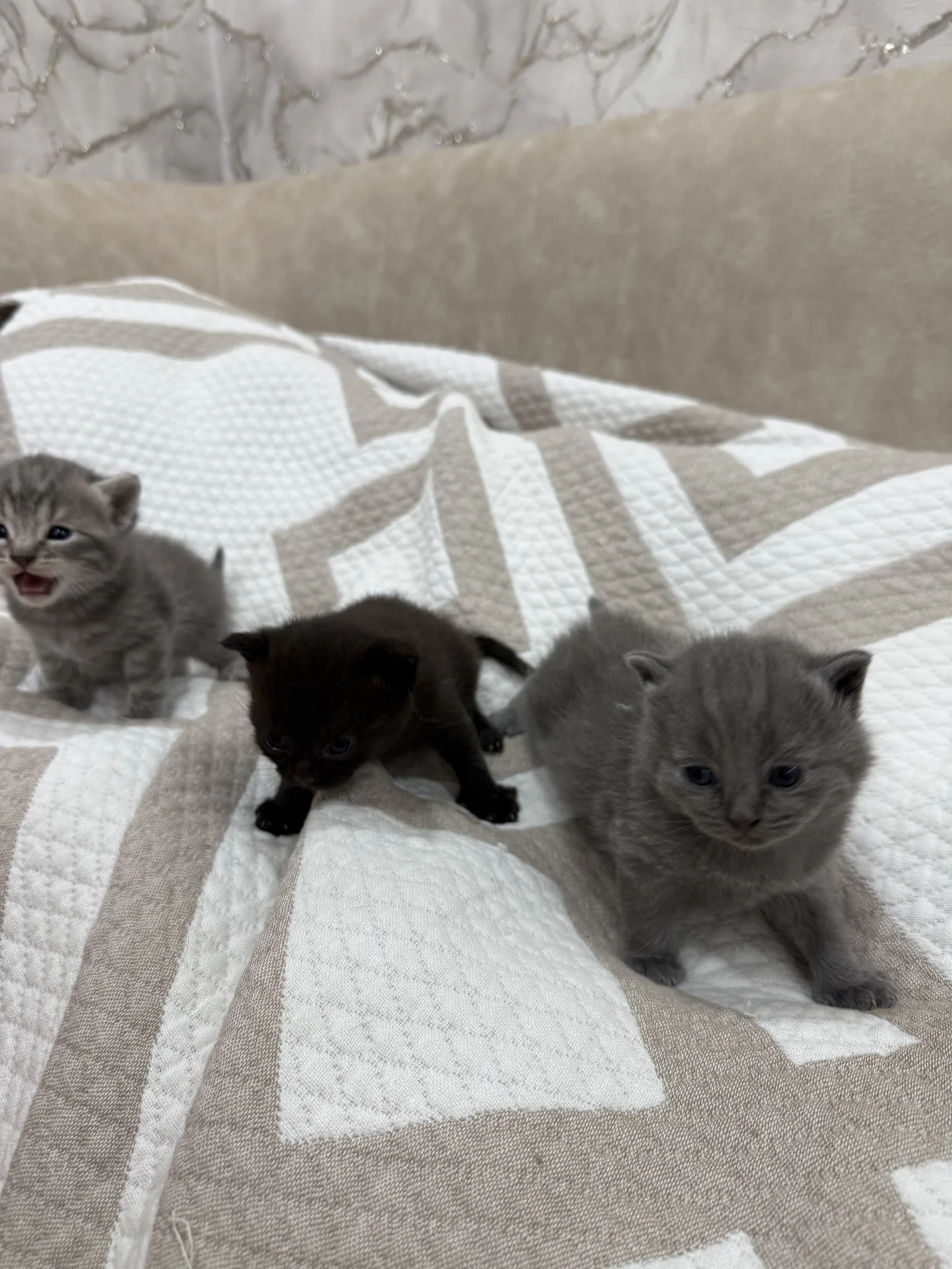котята британские - миниатюра 6