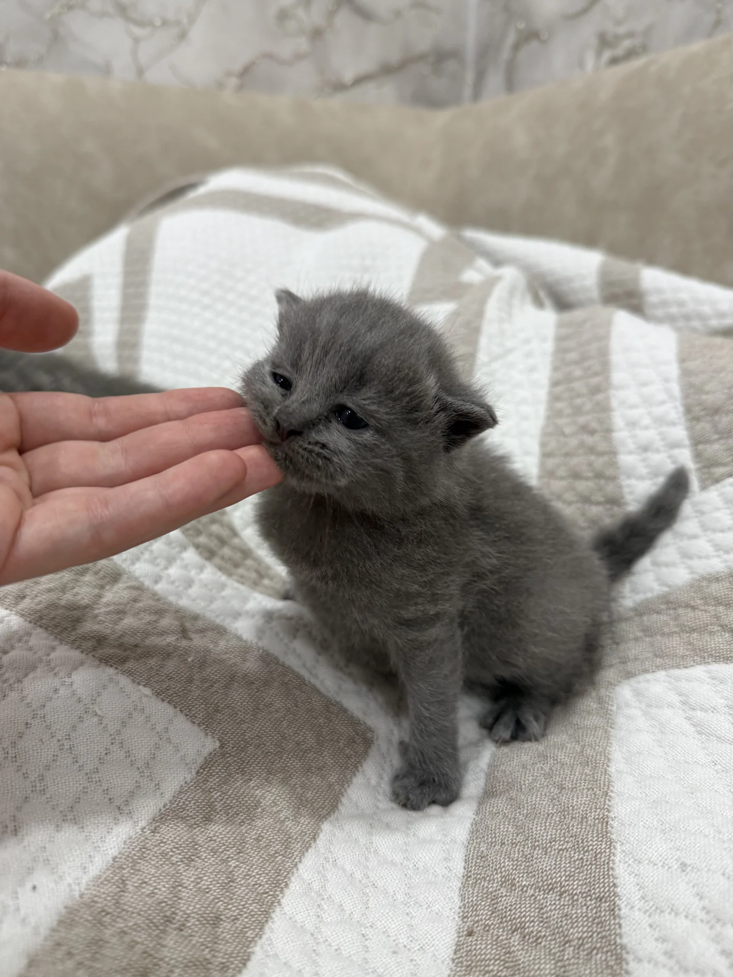 котята британские - миниатюра 8