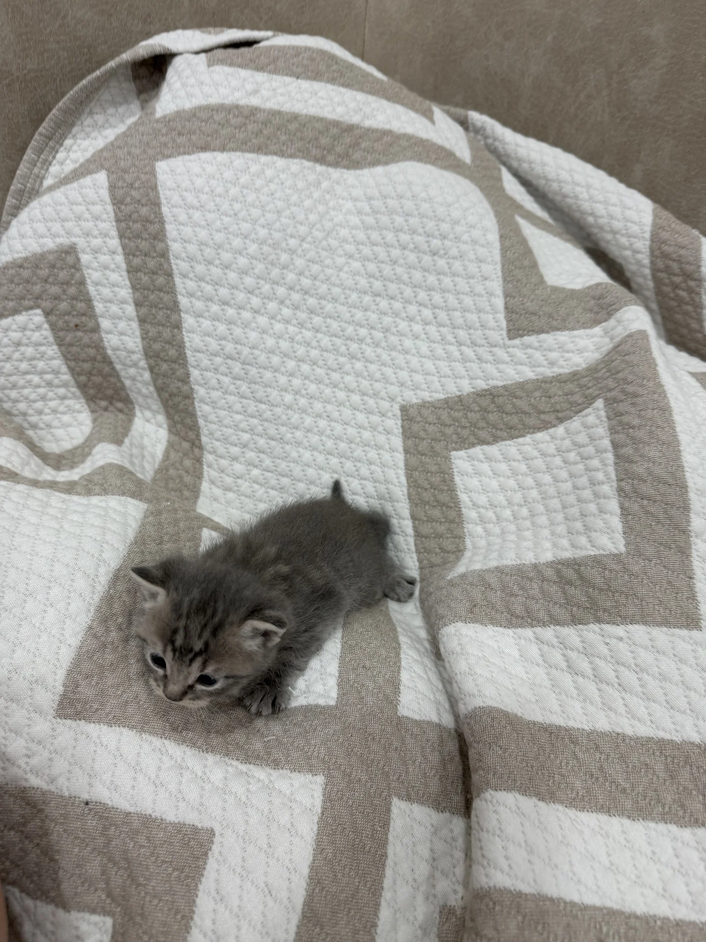 котята британские - миниатюра 9