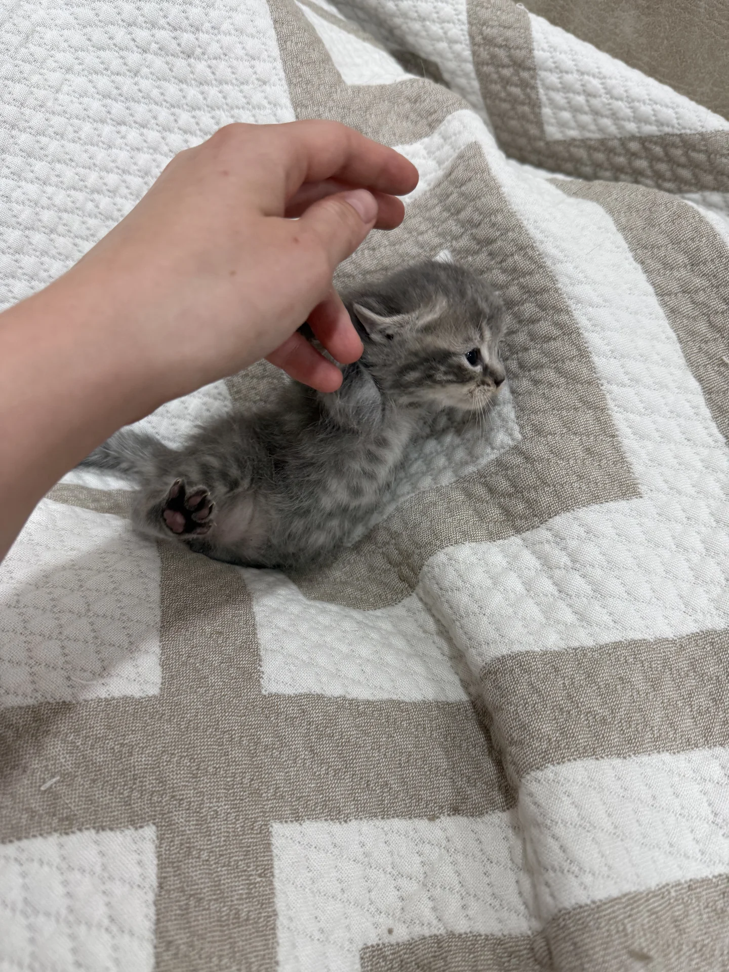 котята британские - миниатюра 10