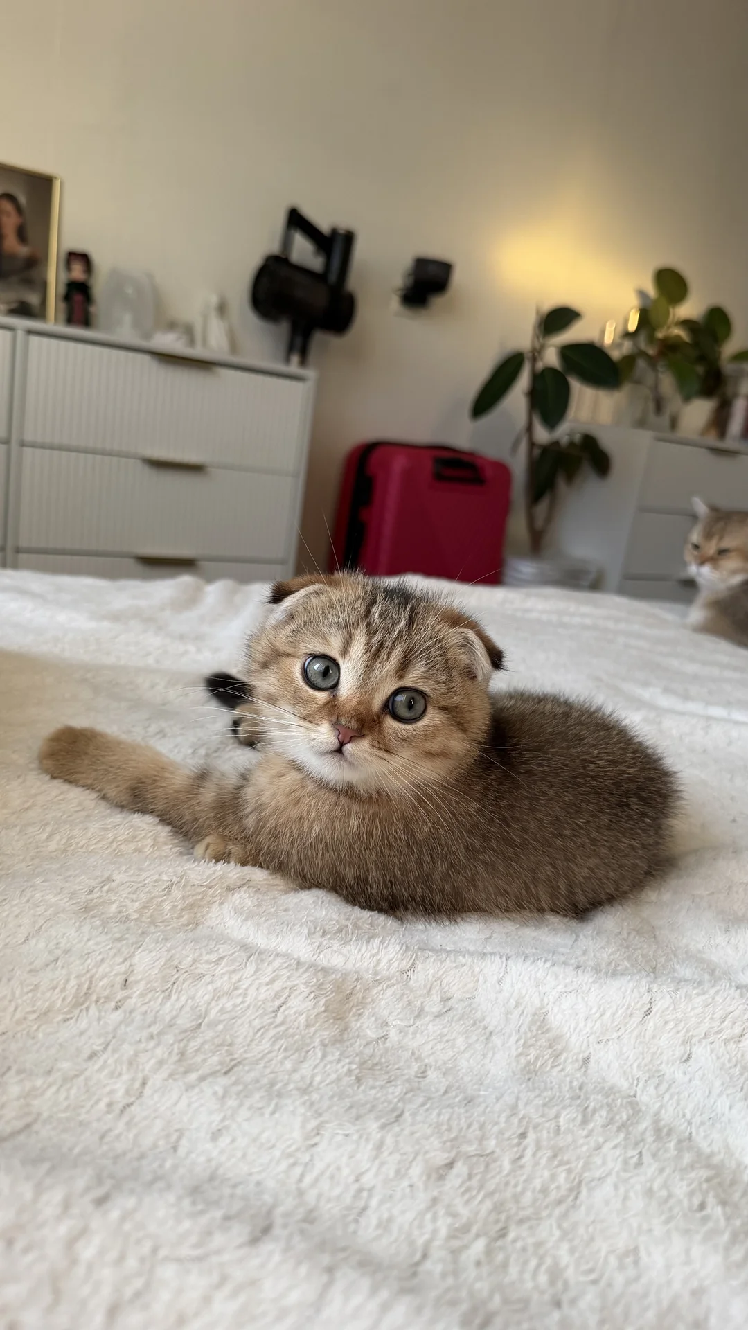 Котята золотая шиншилла - миниатюра 5