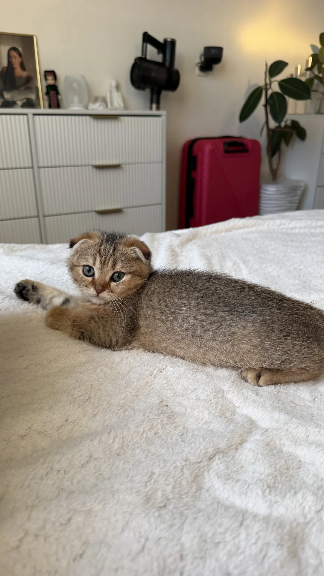Котята золотая шиншилла - миниатюра 6