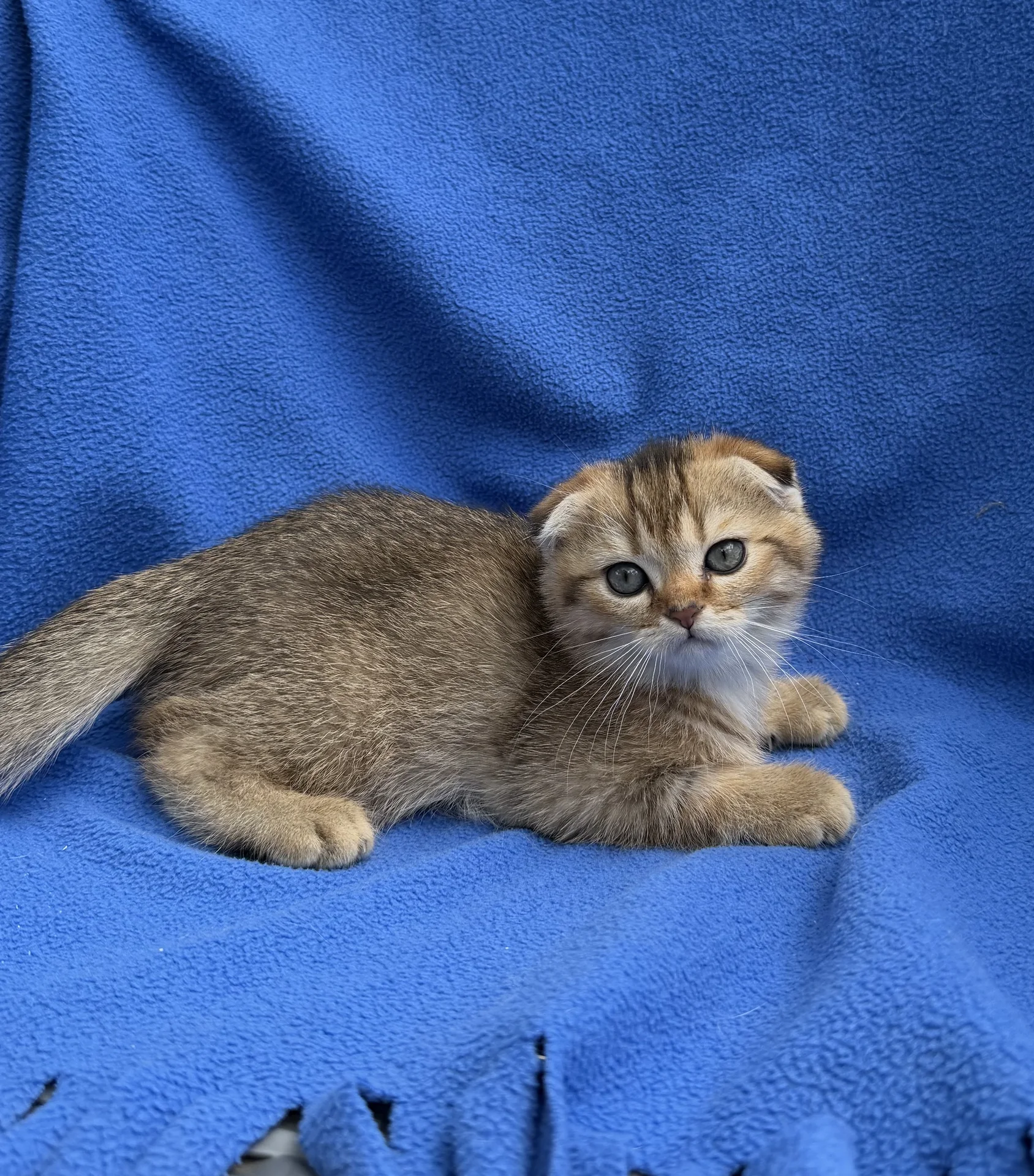 Котята золотая шиншилла - миниатюра 7