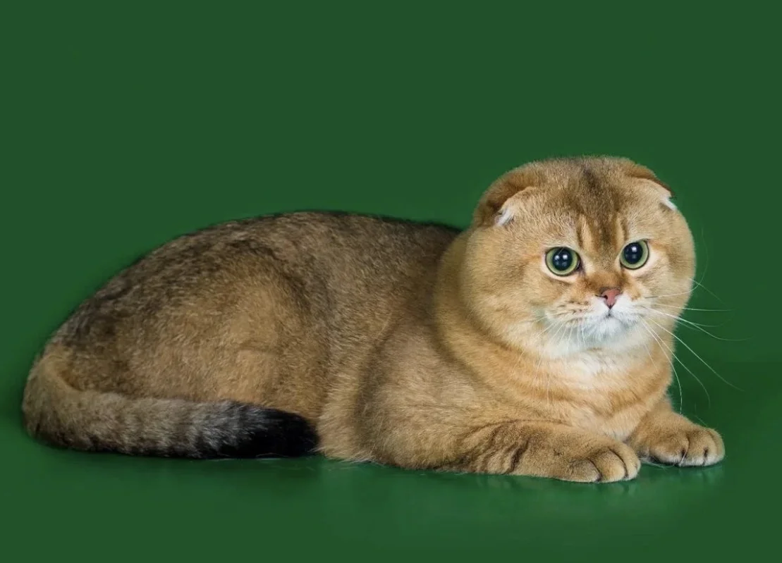 Котята золотая шиншилла - миниатюра 10