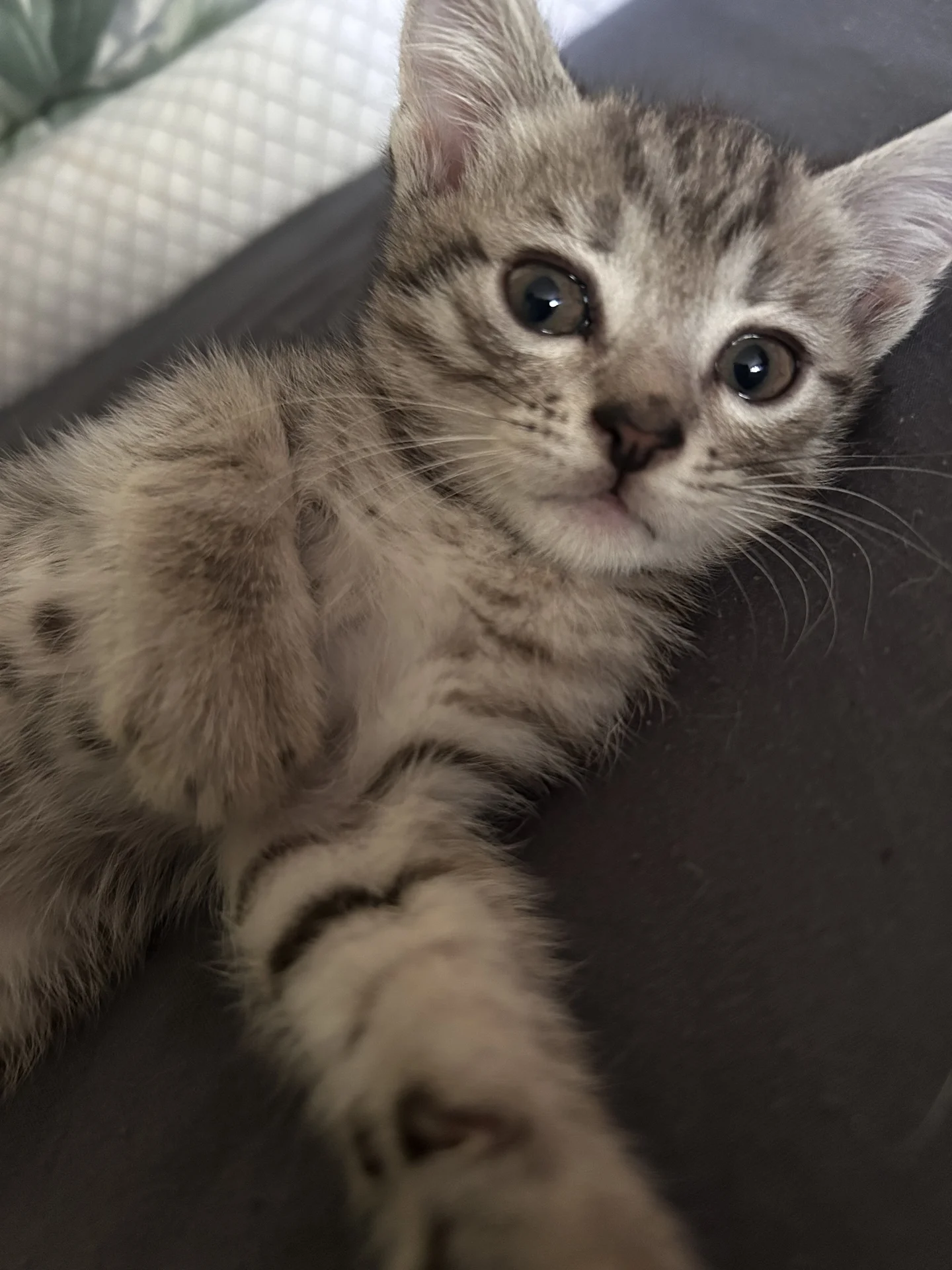 котята в добрые руки - миниатюра 4