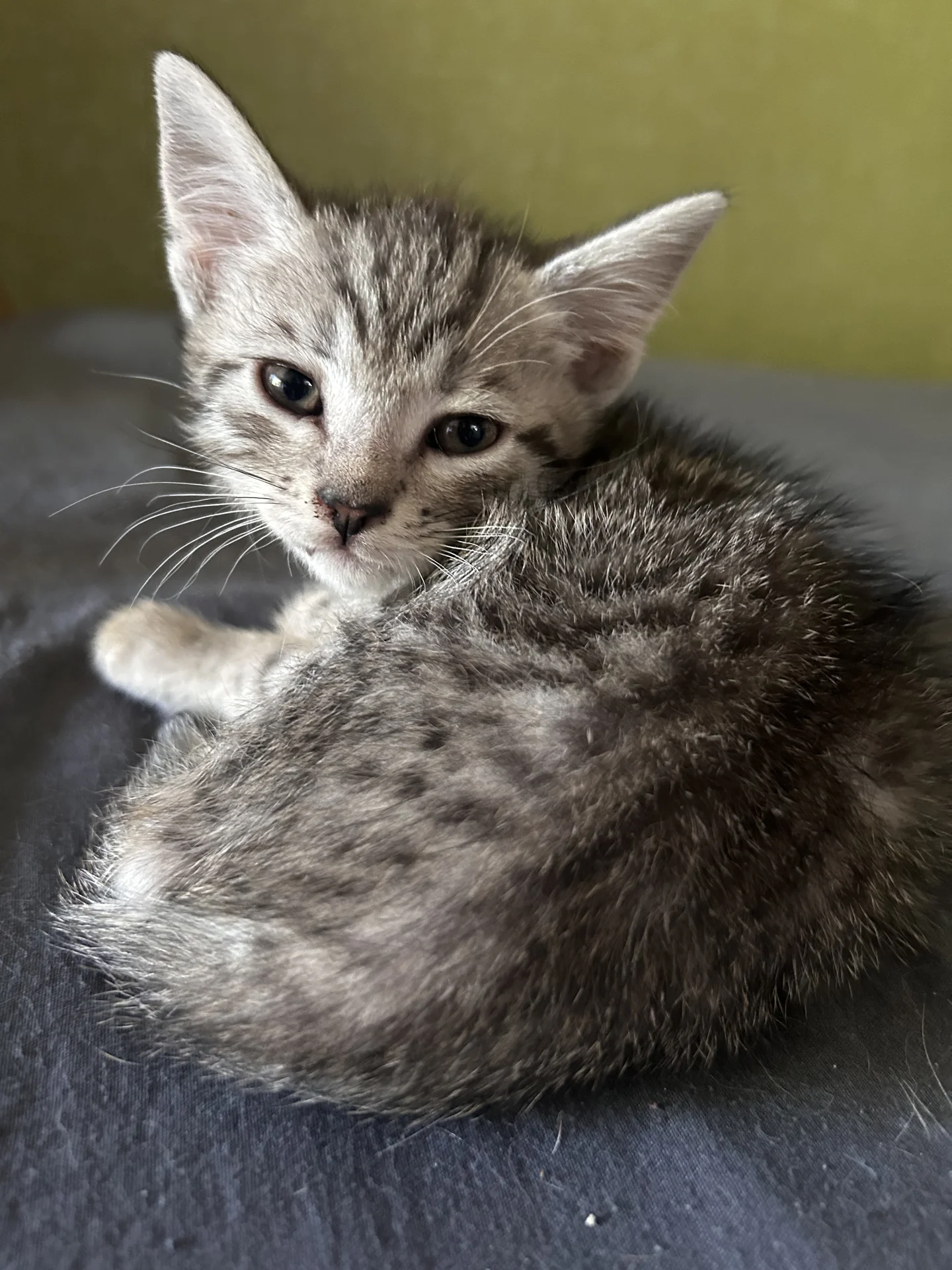 котята в добрые руки - миниатюра 6