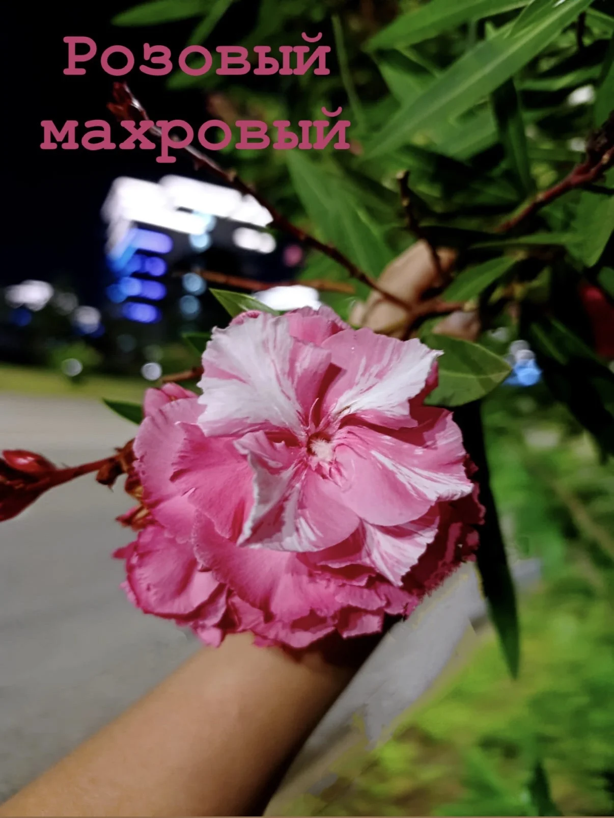Срртовой Олиандр - изображение 1