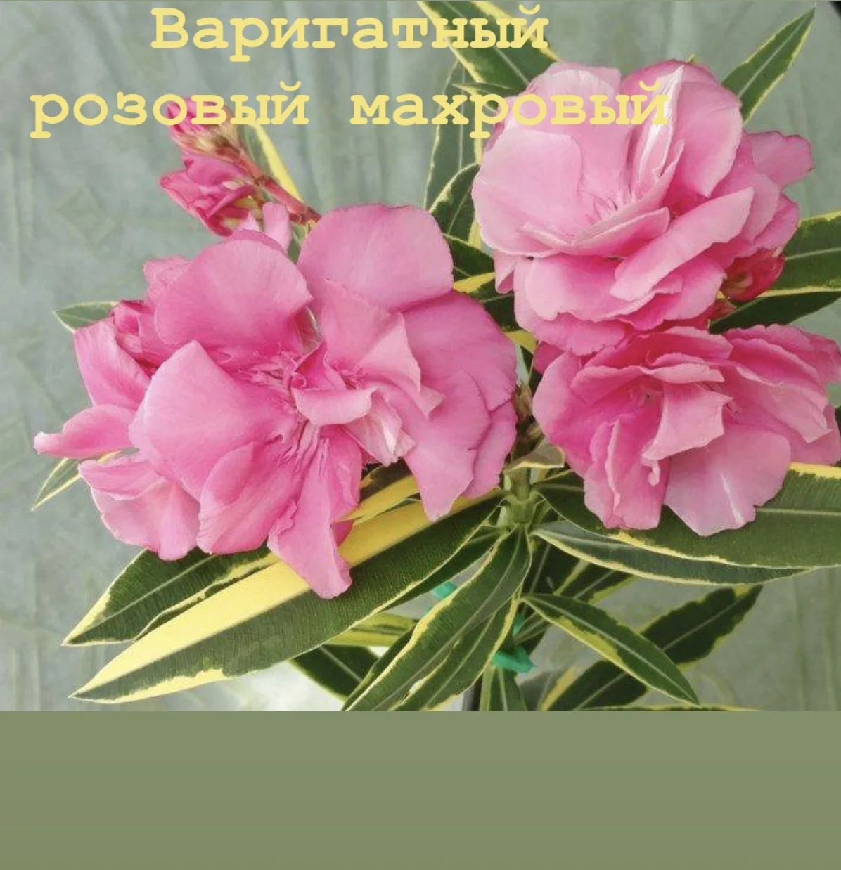Срртовой Олиандр - миниатюра 5