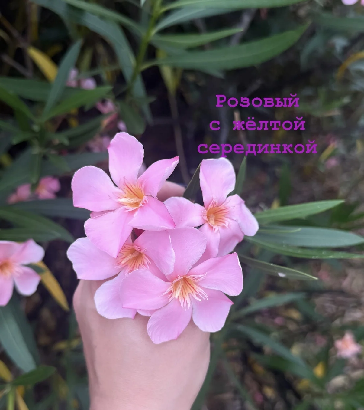 Срртовой Олиандр - миниатюра 7