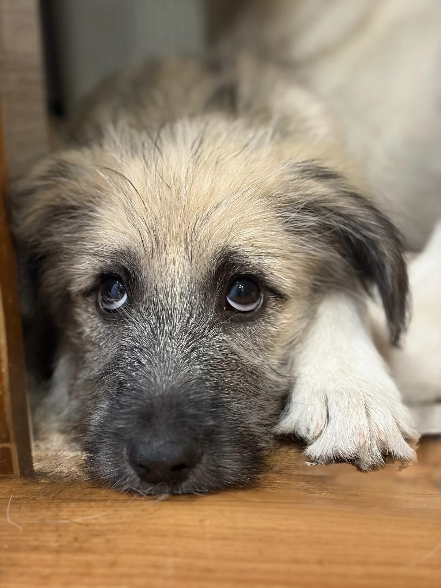 Принцесса ищет дом🐾. щенок в добрые руки - миниатюра 2