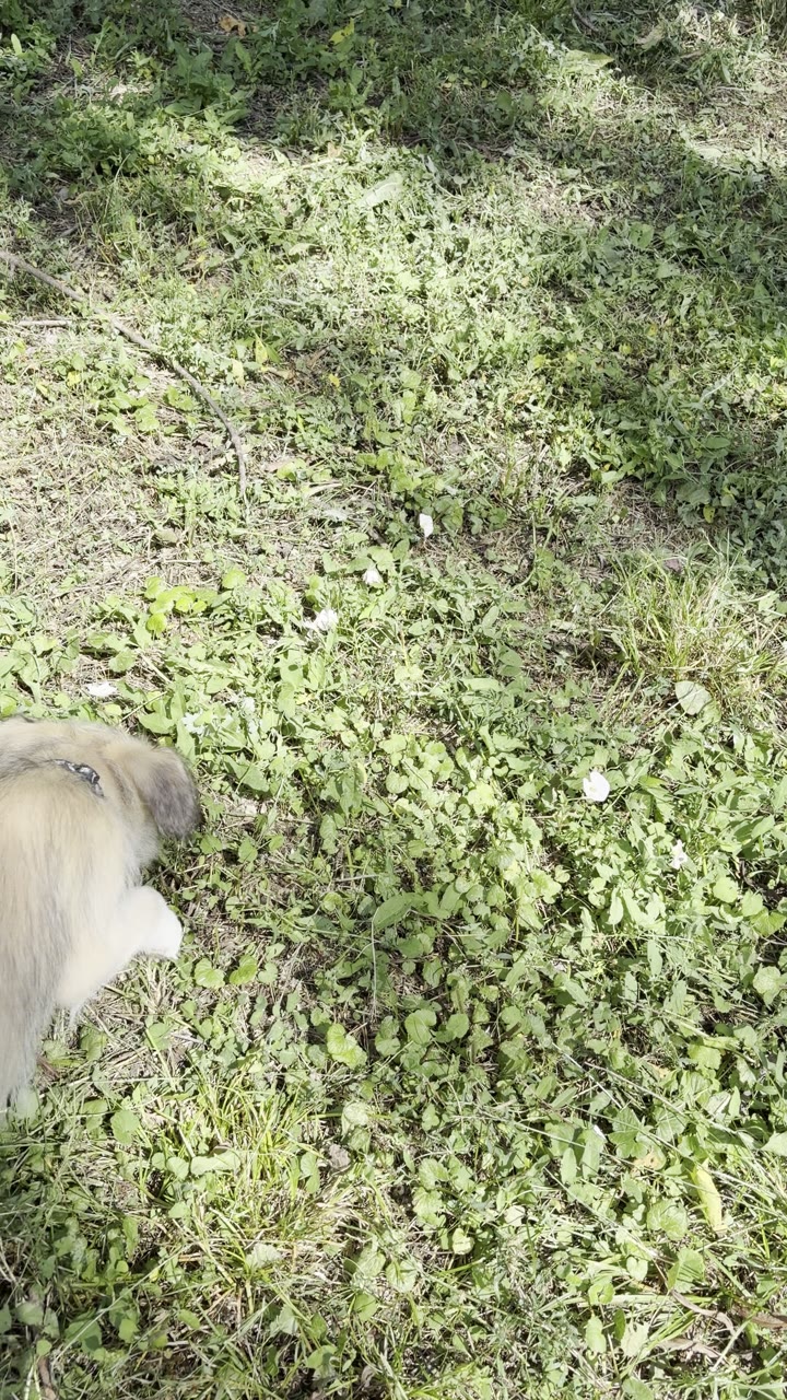 Принцесса ищет дом🐾. щенок в добрые руки - видео 4