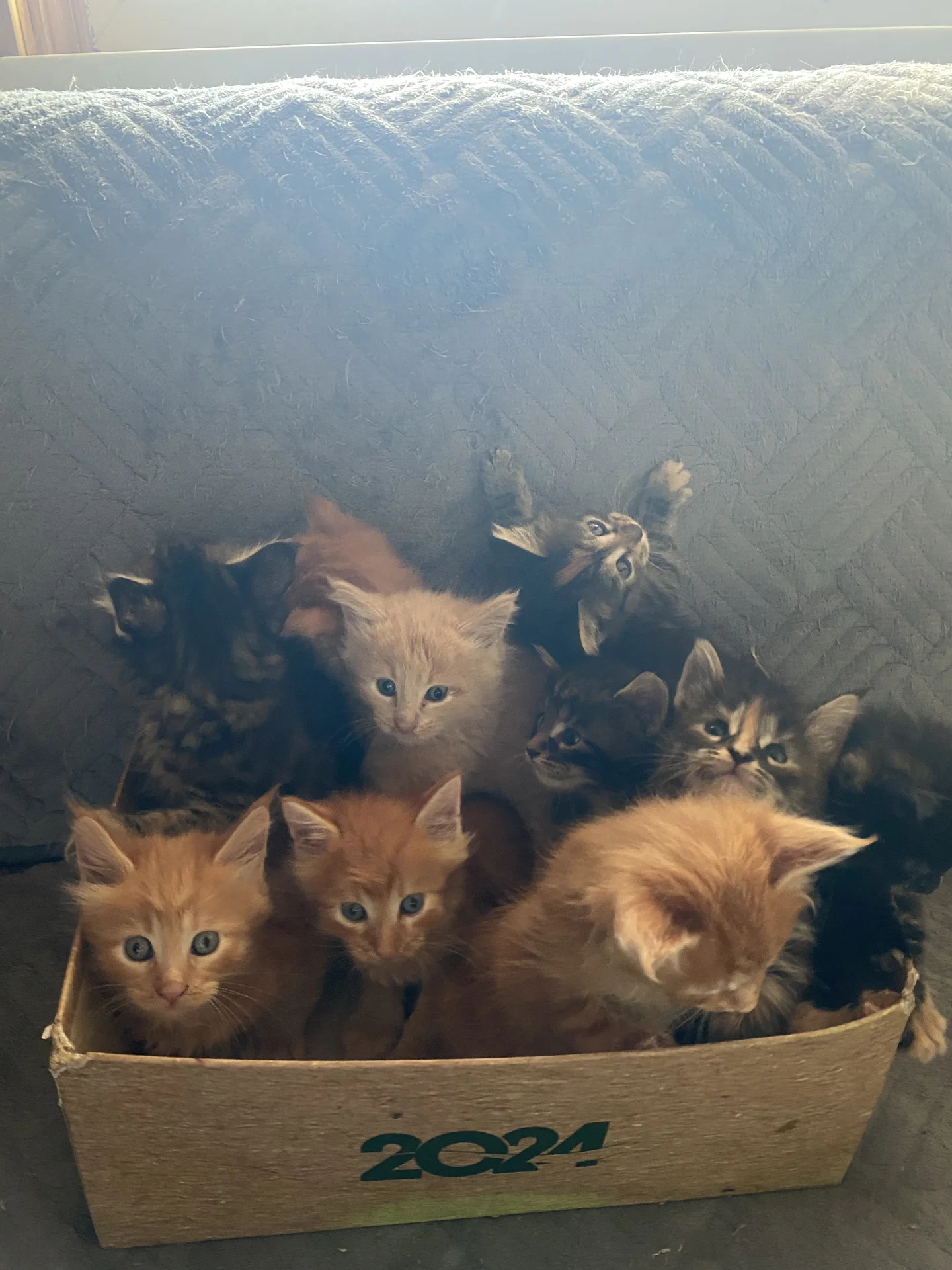 котята мейн-кун - миниатюра 5
