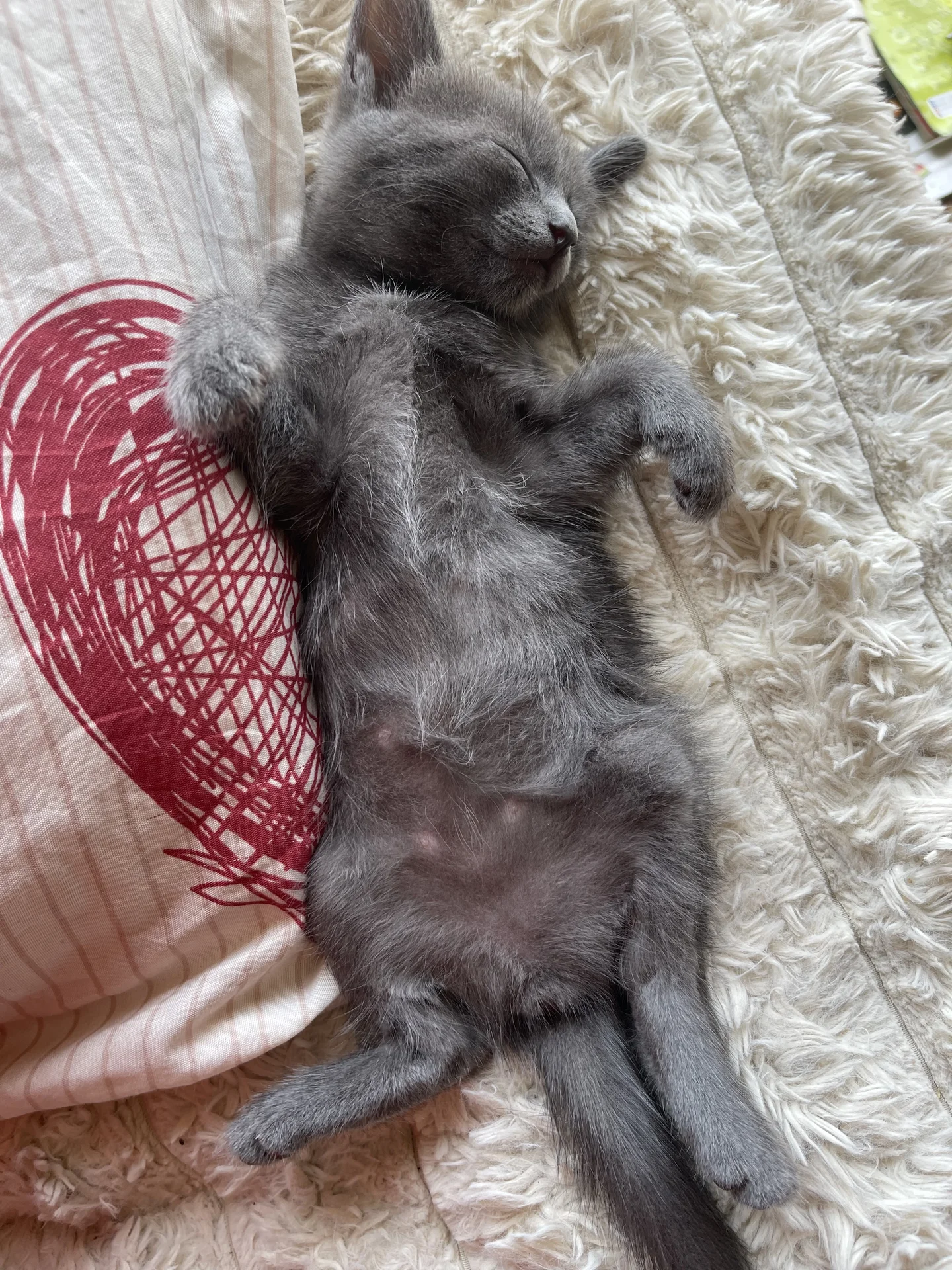 Котята от ловчей кошки - миниатюра 3