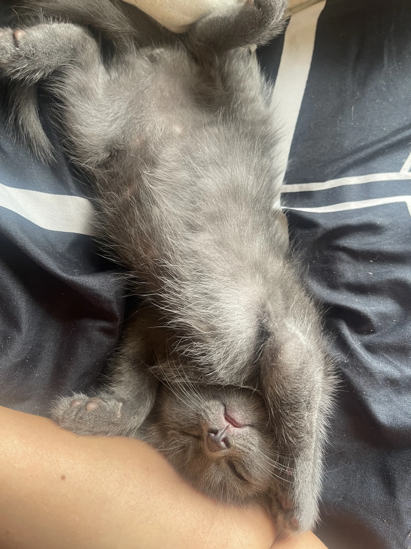 Котята от ловчей кошки - миниатюра 4