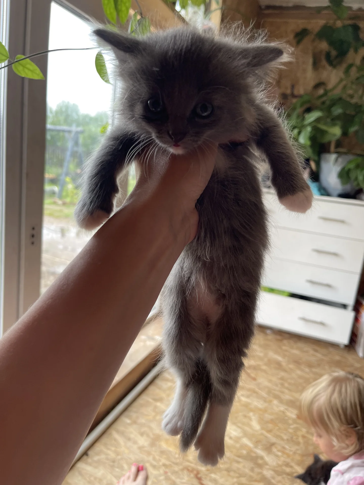 Котята от ловчей кошки - миниатюра 5