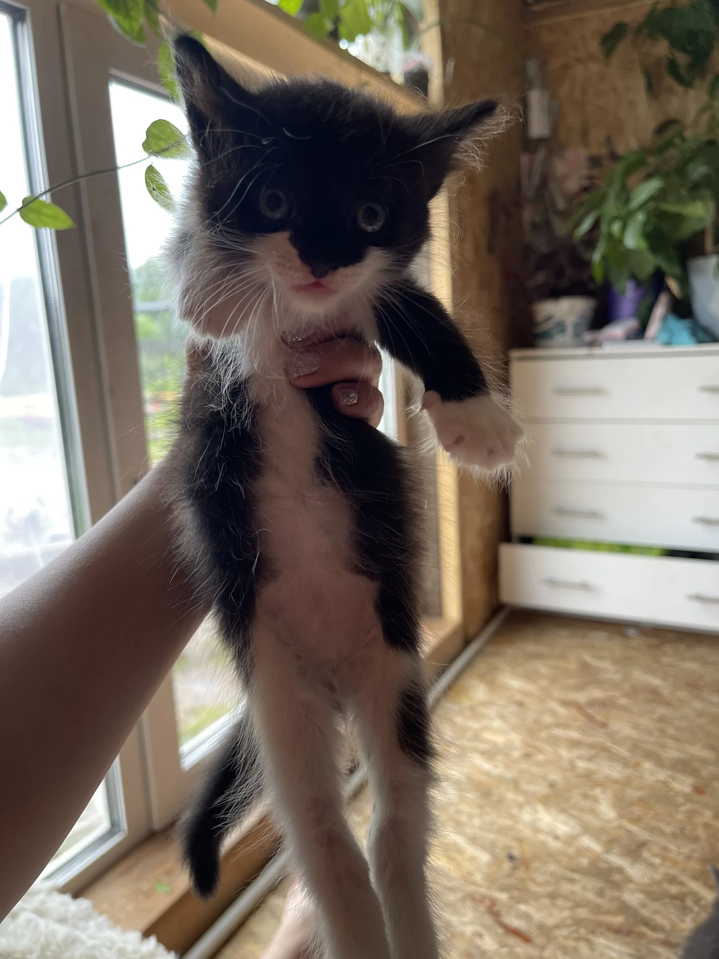 Котята от ловчей кошки - миниатюра 7