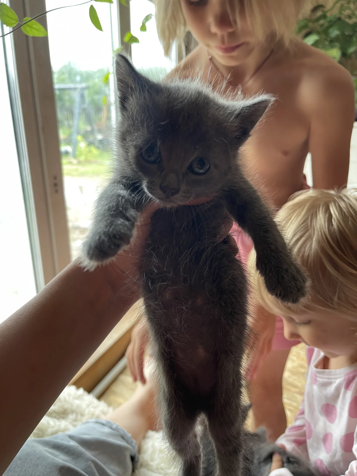 Котята от ловчей кошки - миниатюра 8