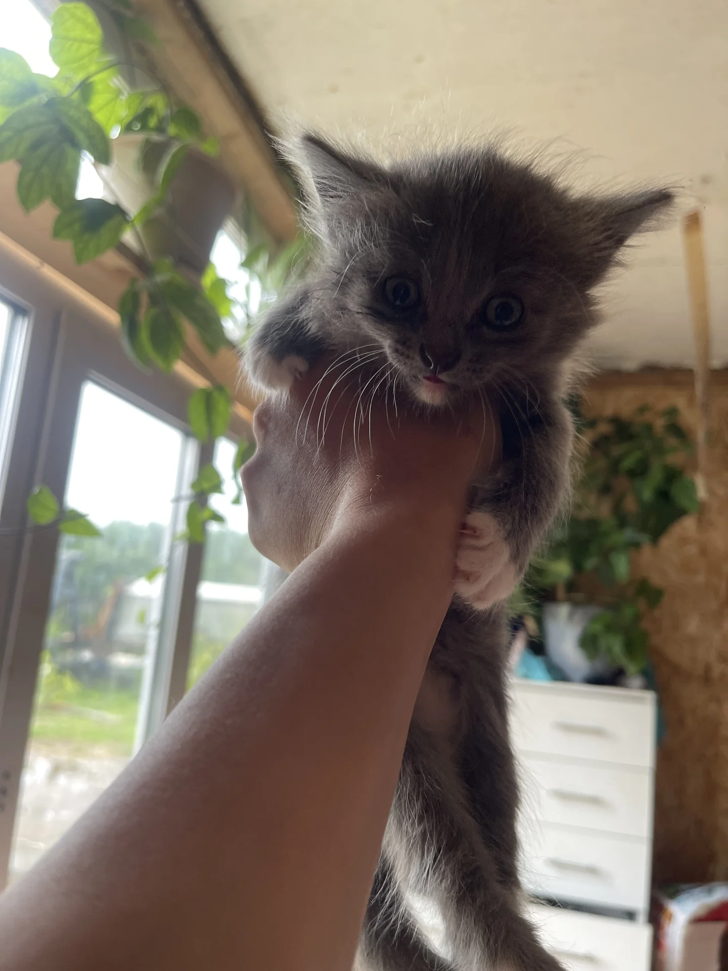 Котята от ловчей кошки - миниатюра 9
