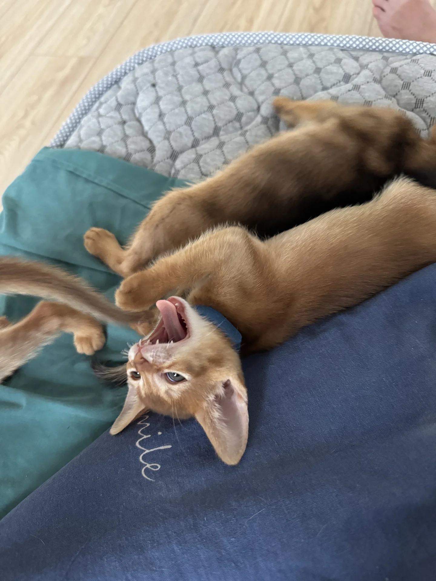 Абиссинский котенок - миниатюра 3