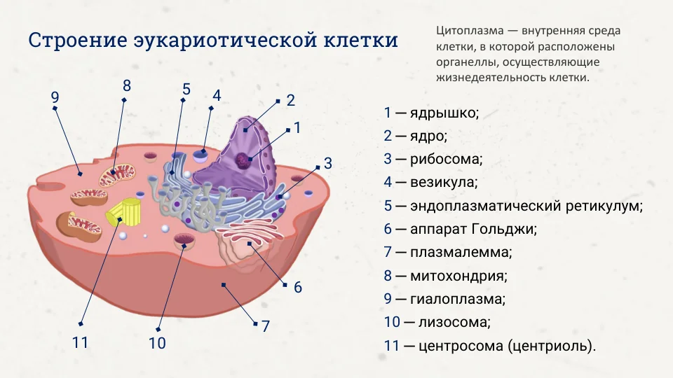 Репетитор по химии и биологии | Подготовка к ОГЭ и ЕГЭ - миниатюра 6