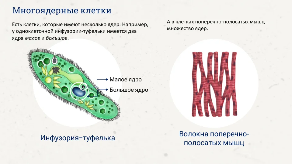 Репетитор по химии и биологии | Подготовка к ОГЭ и ЕГЭ - миниатюра 7